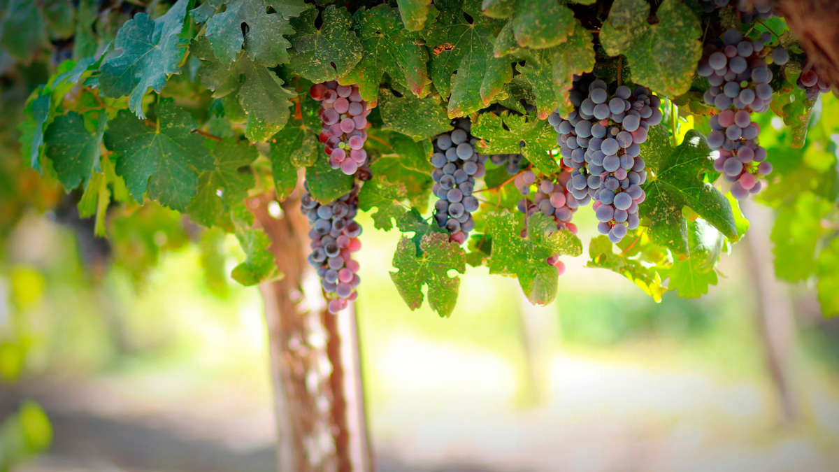 En el Valle de Guadalupe en Baja California, encontrarás un oasis hecho para vivir tu mejor vida
