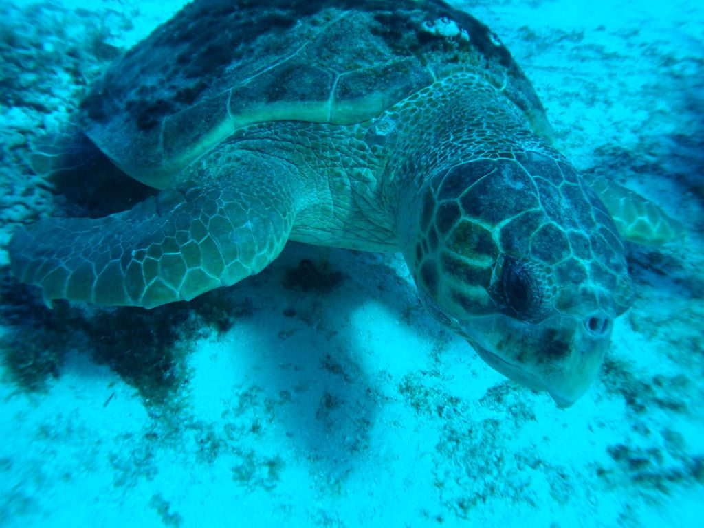 Bucear está dentro de las mejores cosas que hacer en Cozumel