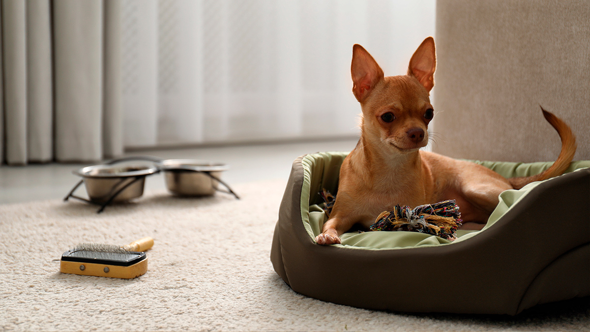 Presidente InterContinental Publa es un hotel petfriendly