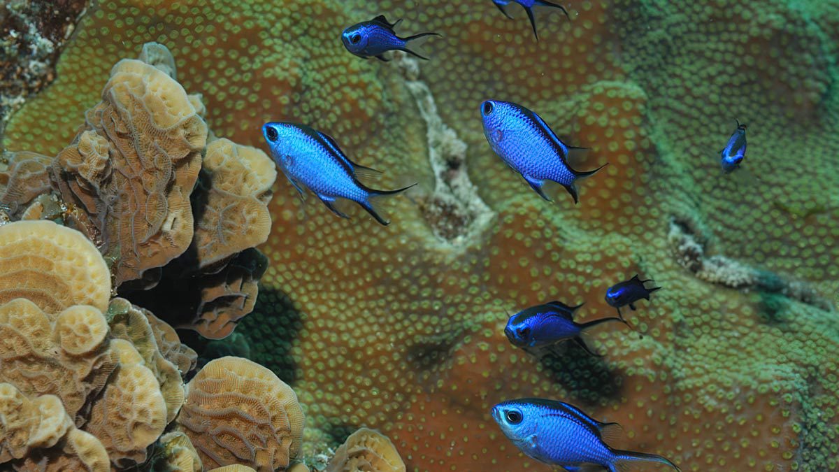 Dive in Cozumel and things to do