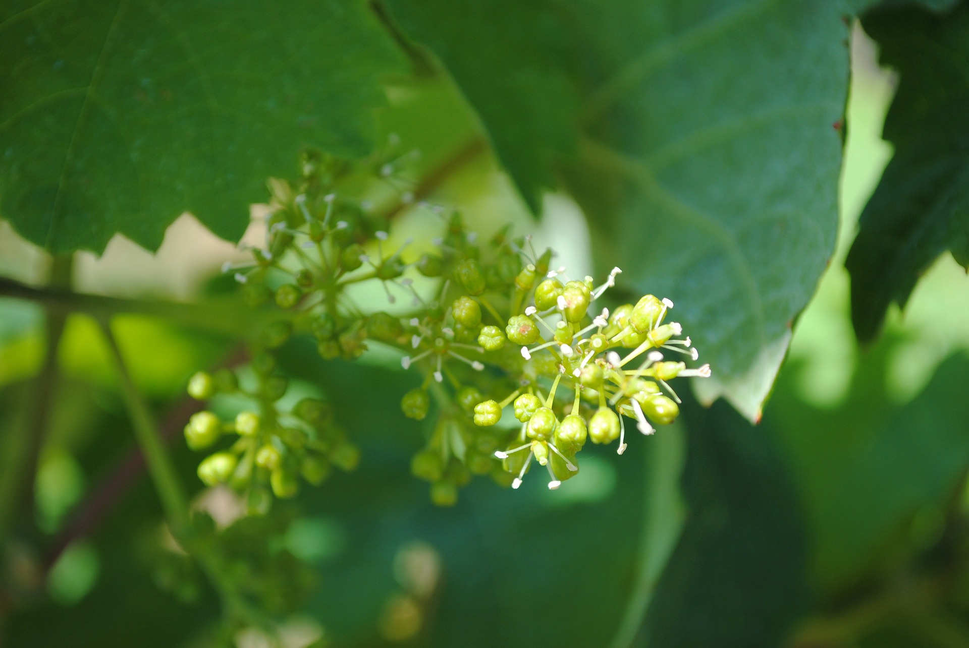 Fiesta de los Viñedos en Flor with a Valle de Guadalupe Luxury hotel