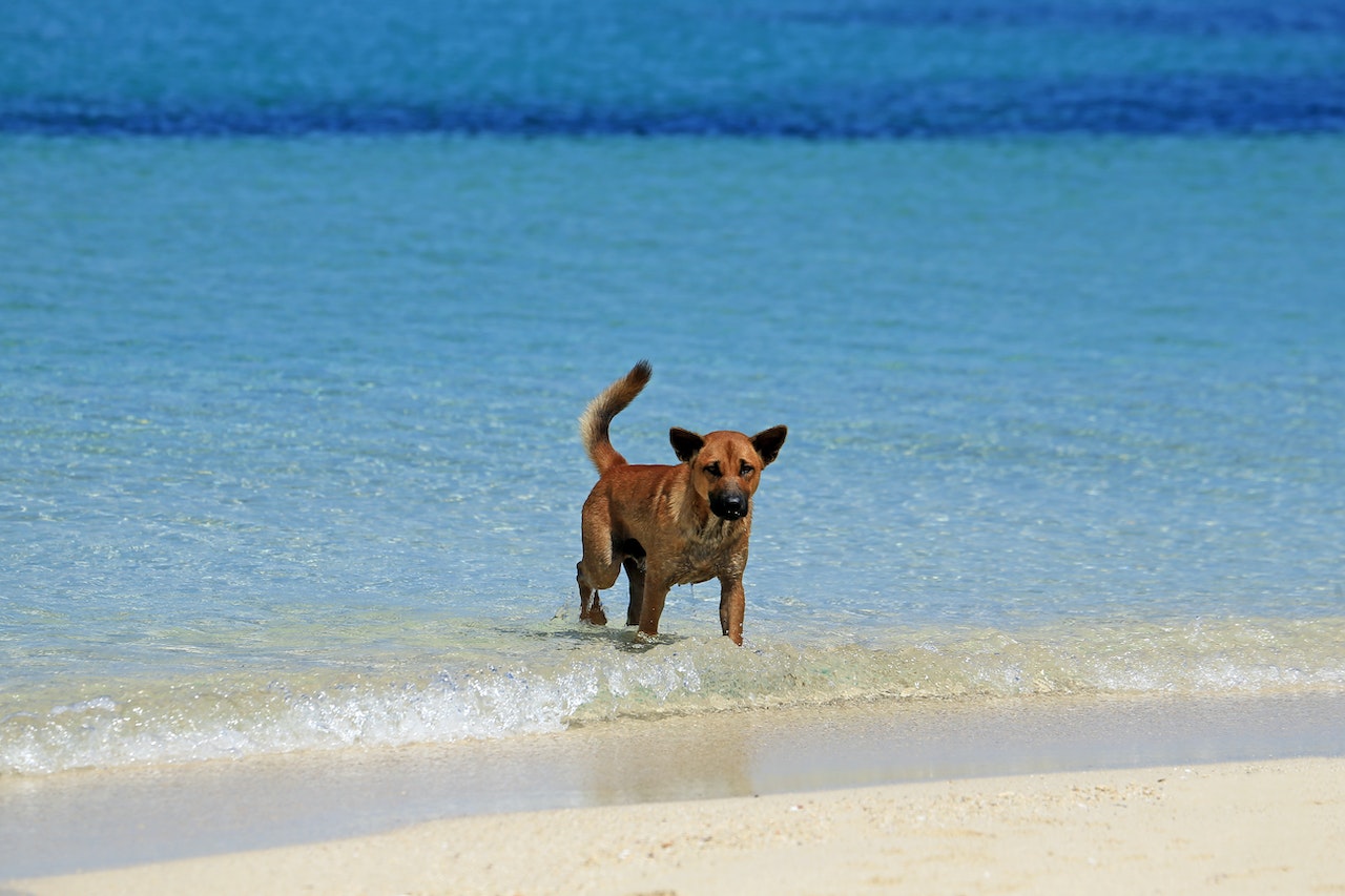 Pet Friendly and full services hotel in Tulum