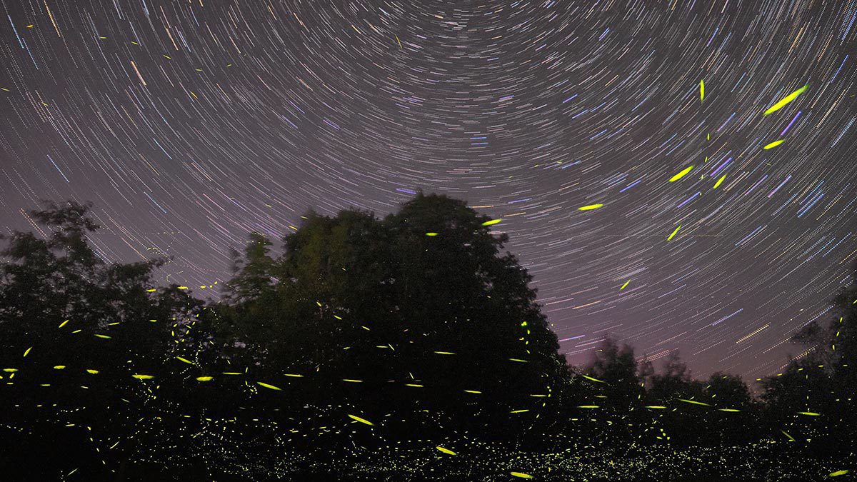 Ofertas en Puebla para la temporada de luciérnagas