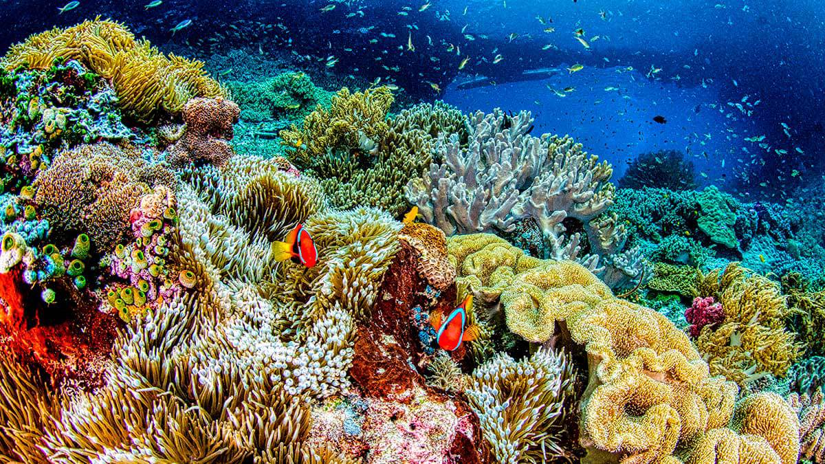 Hotel en Cozumel que hace acciones de sustentabilidad