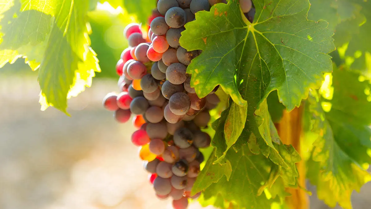 Puebla City hotel to discover de vineyards