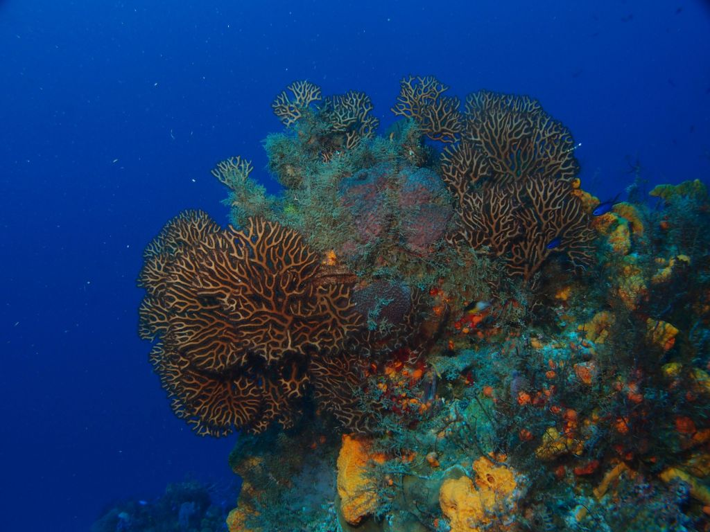 ¿Qué hacer en Cozumel? Visite las reservas naturales