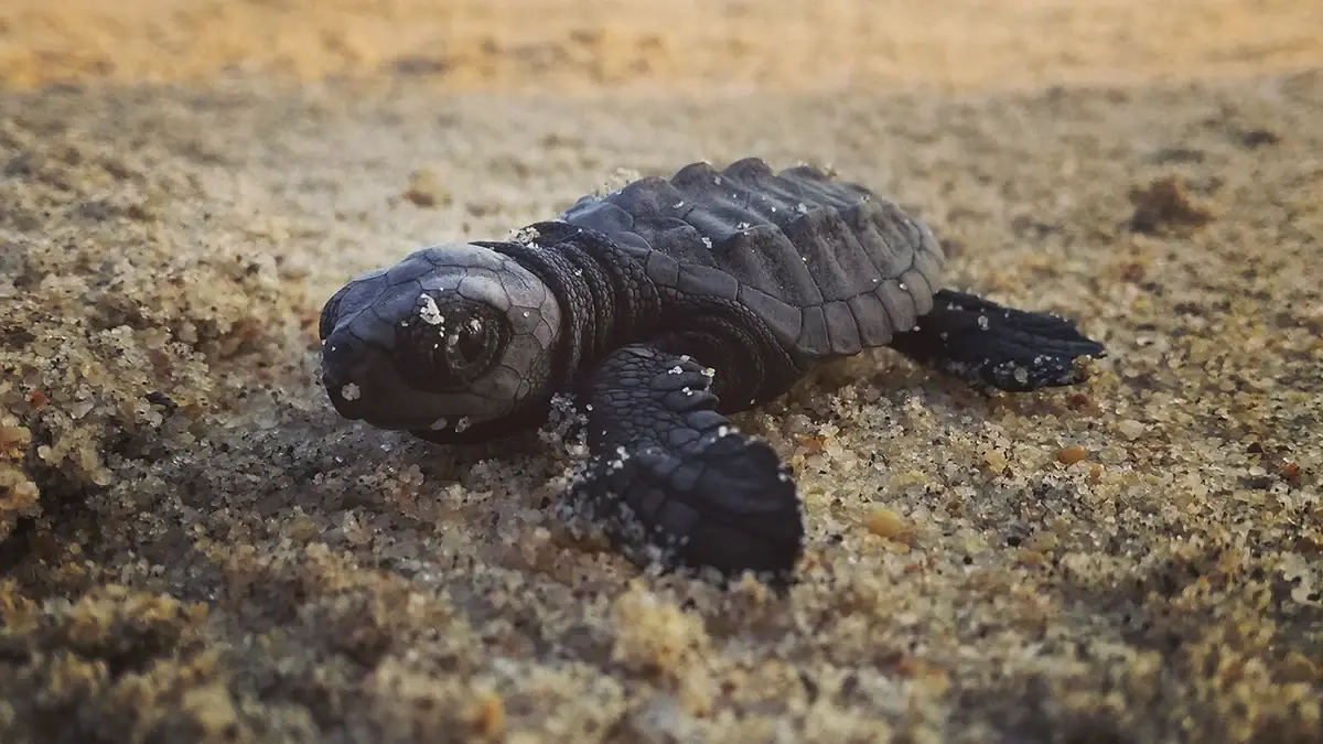 Hoteles en Ixtapa con liberación de tortugas responsable