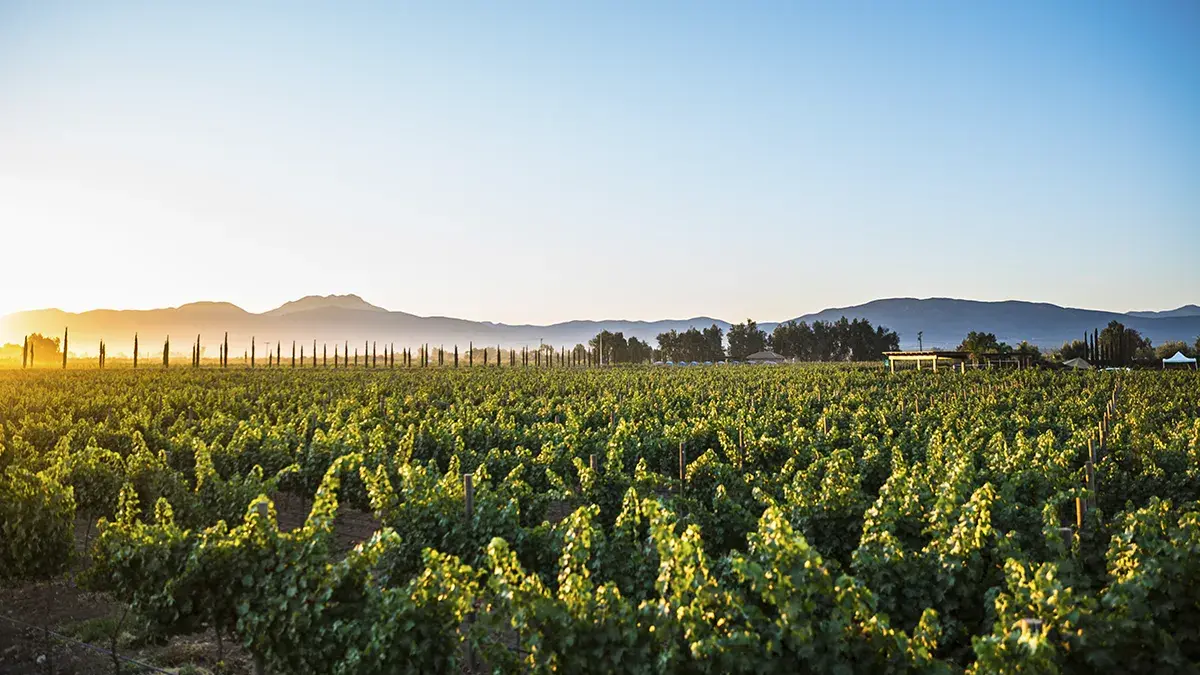 Hotel en Valle de Guadalupe para viajar en 2024