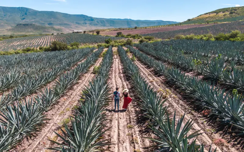 Find suites in Guadalajara downtown for your next trip