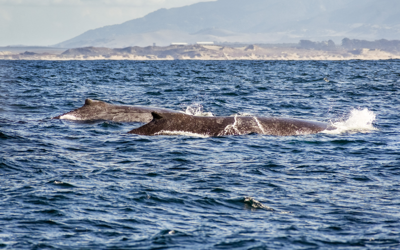 Ixtapa hotels to see the blue and gray whales