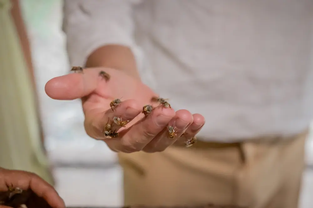 Cabañas en Yucatán con abejas meliponas