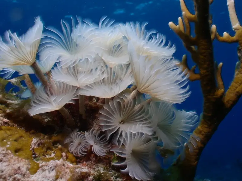 Dive resorts in Cozumel near to snorkeling and diving sites