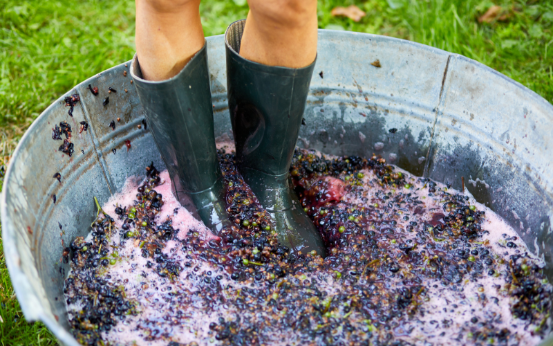 Hotel boutique in Valle Guadalupe with grape stomping