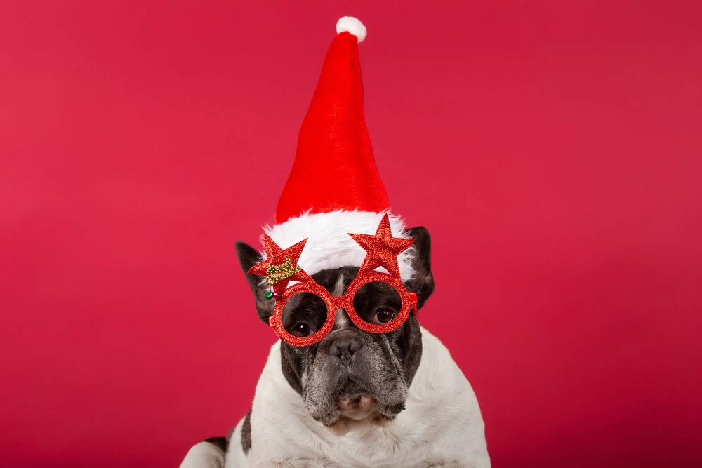 Hotel pet-friendly en Puebla para Navidad y Año Nuevo