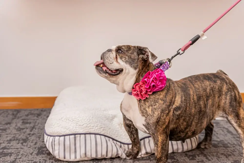 Hotel pet friendly en Puebla para celebrar las fiestas decembrinas