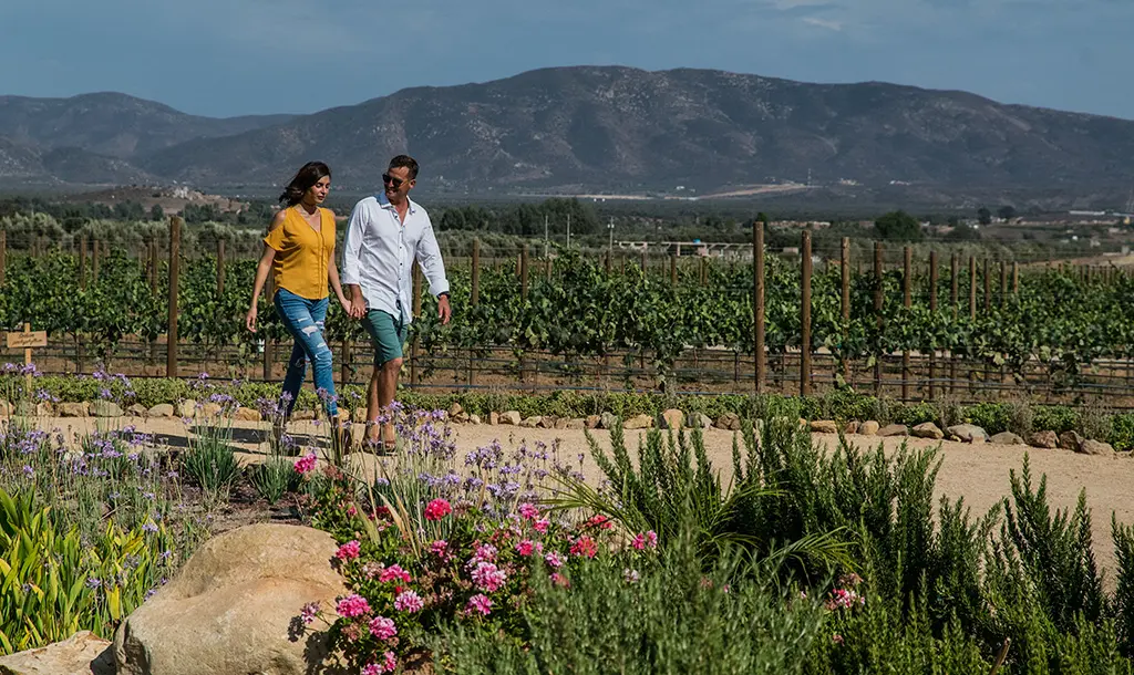Valle de Guadalupe en Baja California, una región con viñedos espectaculares