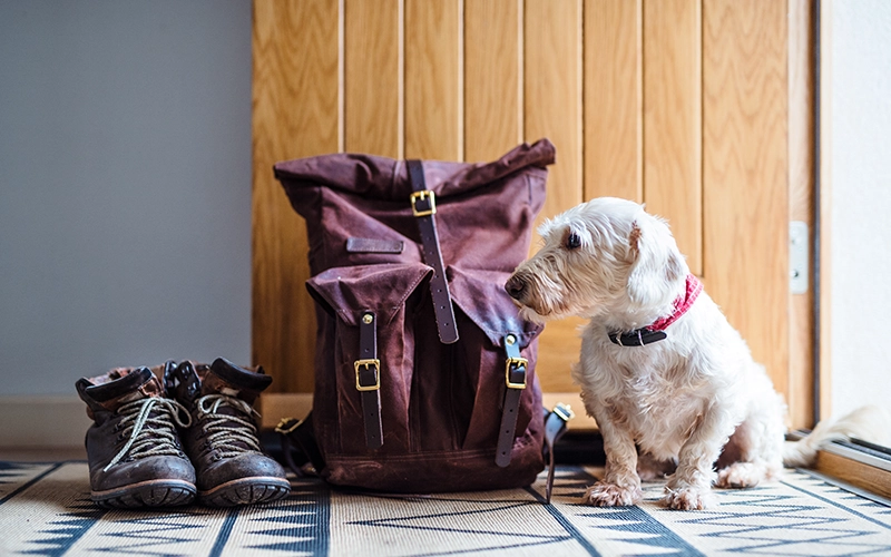 Hotel pet-friendly en Querétaro qué llevar para un viaje con tu mascota