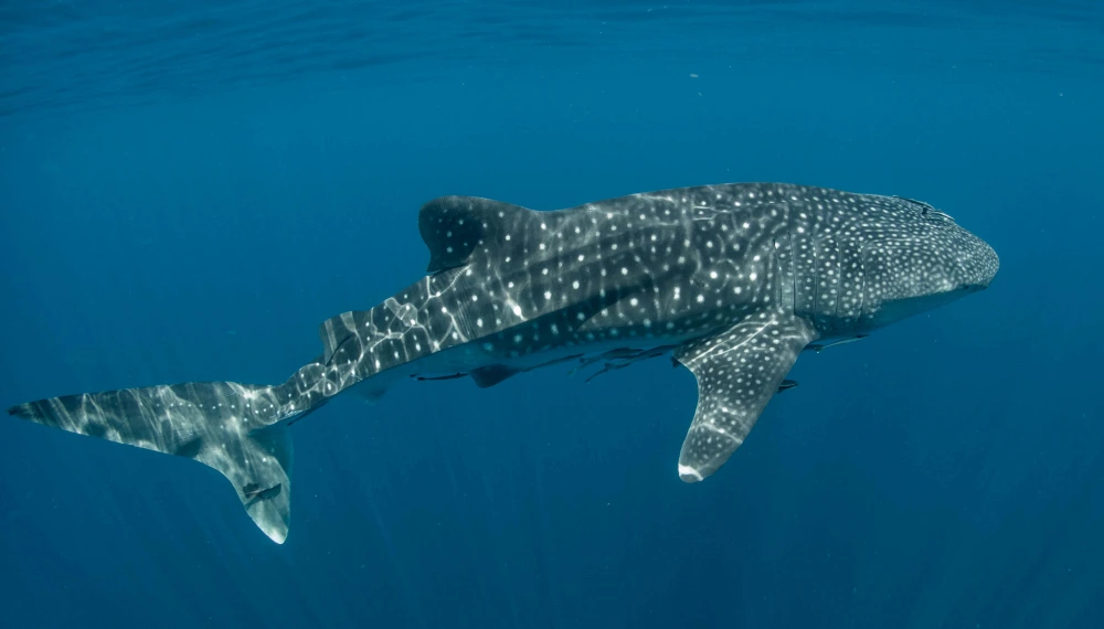 InterContinental Presidente Cancun resort, an IHG hotel, for whale shark season