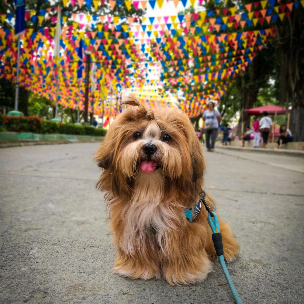 Paquetes de hotel en Puebla pet-friendly para las Fiestas Patrias del 15 de septiembre