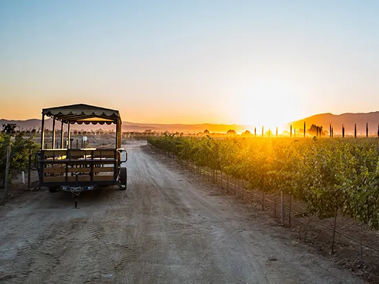 Tours por viñedos de Valle de Guadalupe en una estancia boutique vinícola