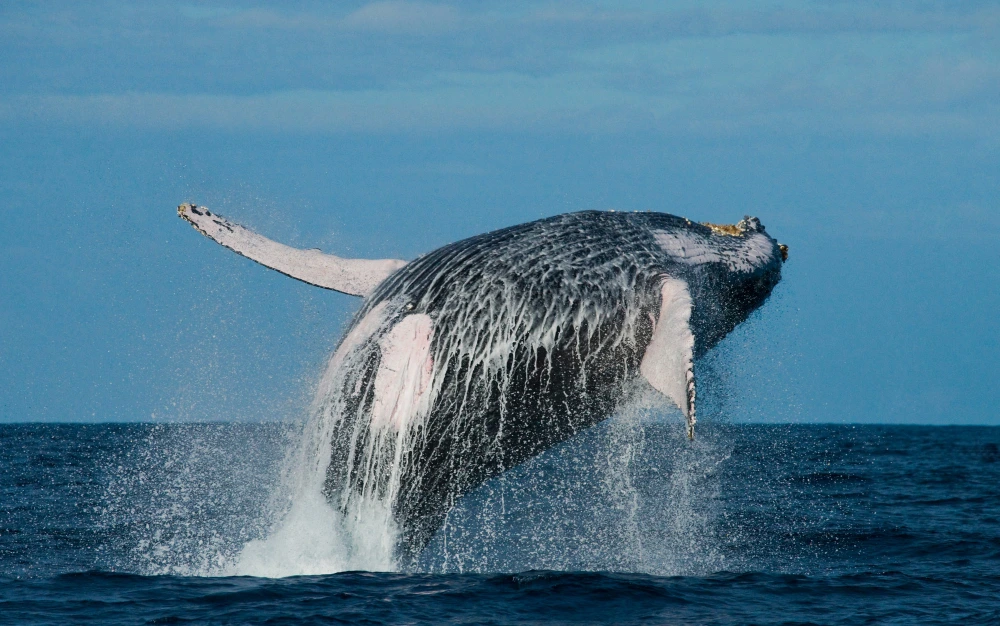 Hoteles en Ixtapa para disfrutar la temporada de ballenas en familia